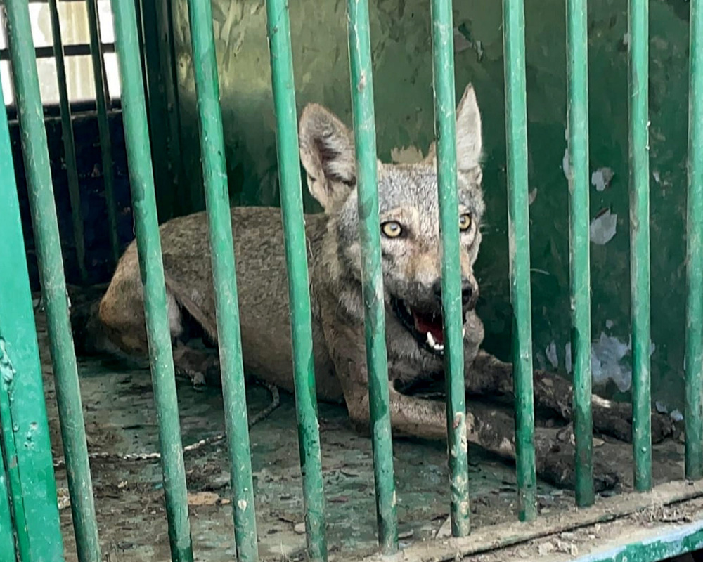 Fifth wolf captured in UP's Bahraich, hunt continues for sixth predator