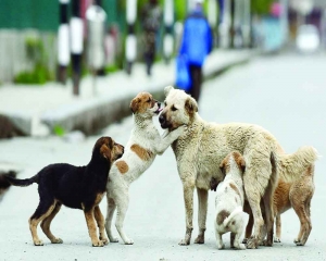 Giving stray dogs  a bad name